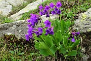 52 Primula vischiosa (Primula latifolia )